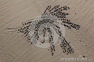 crab on the beach Stock Photo