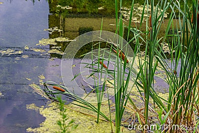 Delaware Canal Towpath and bulrush, Historic New Hope, PA Stock Photo