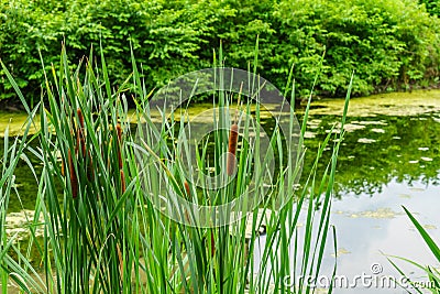 Delaware Canal Towpath and bulrush, Historic New Hope, PA Stock Photo