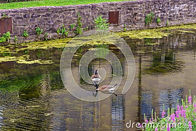 Delaware Canal Towpath and goose, Historic New Hope, PA Stock Photo