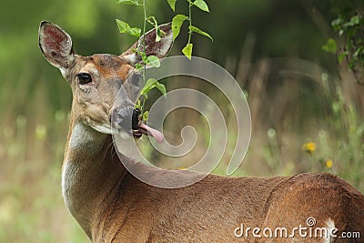 Delectably Scrumptious Stock Photo