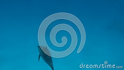 Delfini. delfino inghiottito. stenella longirostris è un piccolo delfino che vive nelle acque tropicali costiere di tutto il mondo Delfini. delfino inghiottito. stenella longirostris è un piccolo delfino che vive nelle acque tropicali costiere di tutto il mondo