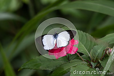 delias caroli butterfly observed in Arfak Mountains in West Papua Stock Photo