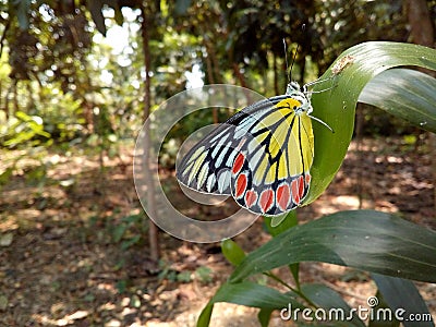 Delias eucharis, the common Jezebel, is a medium-sized pierid butterfly found in many areas of south and southeast Asia Stock Photo