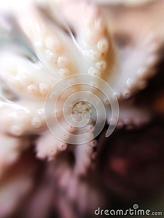 Delicacy octopus tentacle feeler seafood food animal macro photo Stock Photo