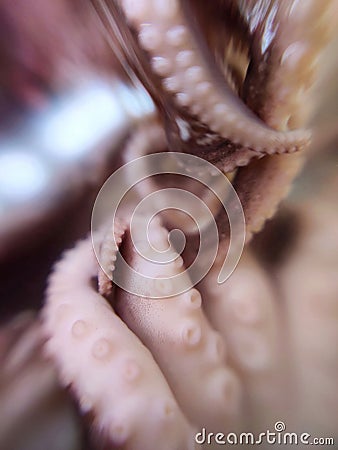 Delicacy octopus tentacle feeler seafood food animal macro photo Stock Photo