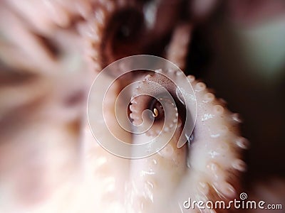 Delicacy octopus tentacle feeler seafood food animal macro photo Stock Photo