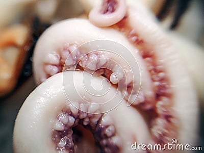 Delicacy octopus tentacle feeler seafood food animal macro photo Stock Photo