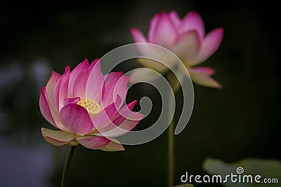 Lotus flowers, symbolizing growth and new beginnings Stock Photo