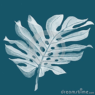 Delicate beautiful white monstera leaf on a blue background,tropics for your minimalistic designs Stock Photo