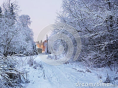 Delicate beautiful winter landscape. rees in the snow. Cold winter season Stock Photo