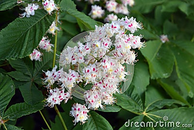 Delicate beauty. Blooming chestnut tree. Stock Photo
