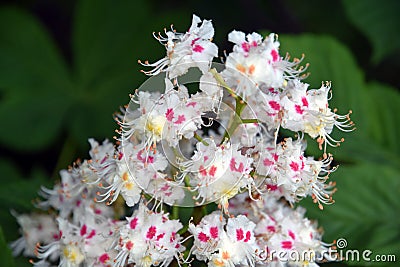 Delicate beauty. Blooming chestnut tree. Stock Photo