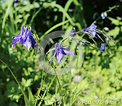 Delicate blue flowers of Aquilegia Catchment Olympic Stock Photo