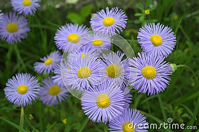 Delicate blue flowers(Erigeron) Stock Photo