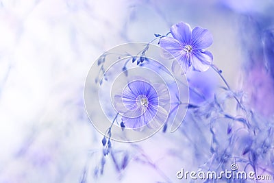 Delicate blue flowers of flax on a beautiful blurred background. Dreamy art image, beautiful natural background. Selective focus Stock Photo