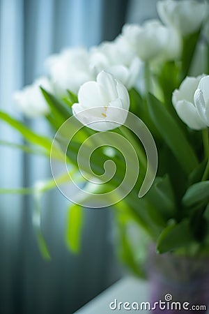 delicate bouquet of white tulips in a vase Stock Photo