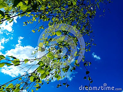 delicate branches with green leaves flutter in the wind against the blue sky Stock Photo