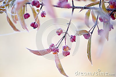 Delicate branches with unusual beresket berries in the frost. Gently frosty natural winter background. Beautiful winter morning Stock Photo