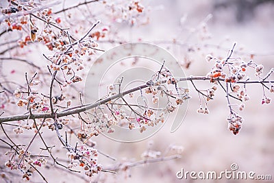 Delicate branches with unusual beresket berries Stock Photo