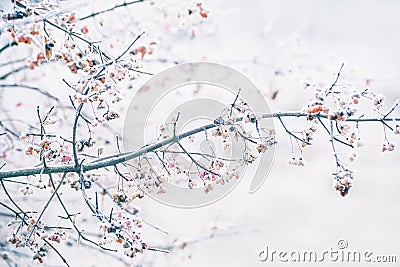 Delicate branches with unusual beresket berries Stock Photo