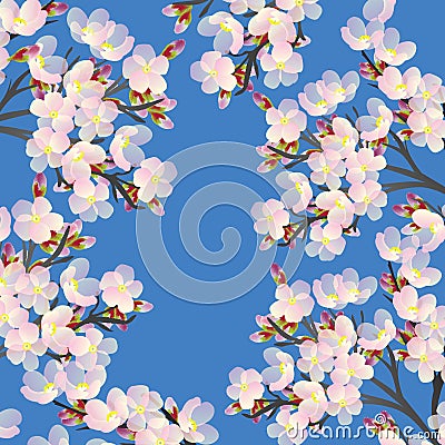 Delicate cherry flowers blooming in spri Stock Photo