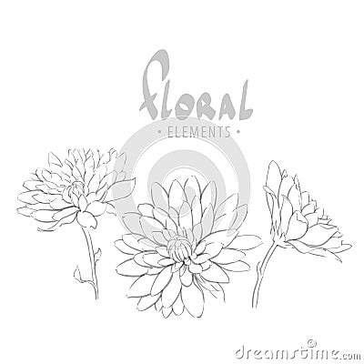 Delicate chrysanthemum on a white background Vector Illustration