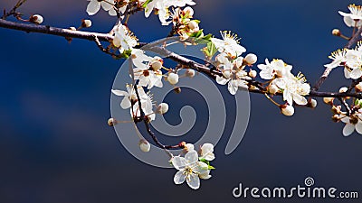 Delicate and contrast pattern of sour cherry rich blossom on deep blue April morning sky, nature enjoy direct sunshine Stock Photo