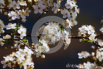 Contrast pattern of sour cherry rich blossom on deep blue April morning sky, nature enjoy direct sunshine in a farm garden Stock Photo