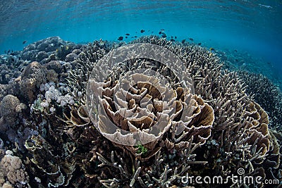 Delicate Corals in Shallows Stock Photo