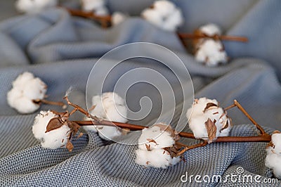 Delicate cotton flowers textile clothes. Organic cotton clothing idea. Stock Photo