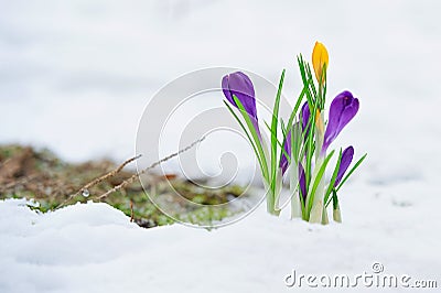 Delicate crocus flowers in the snow Stock Photo