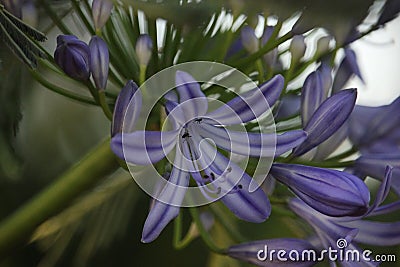 Nature Delicate Purple flowers lily of the Nile Agapanthus Green backgound. Stock Photo