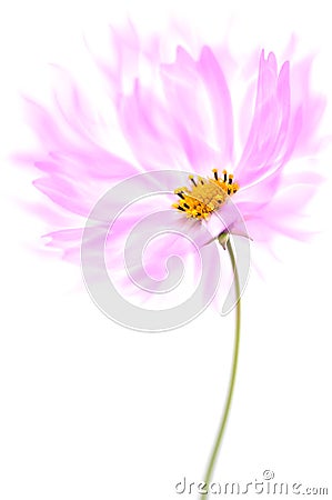 Delicate flower cosmos purple color with airy petals on a white background. Stock Photo