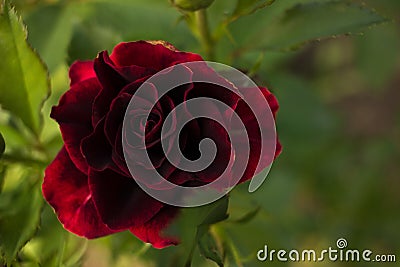 Rose Black Magic. Flowers black and red. Stock Photo