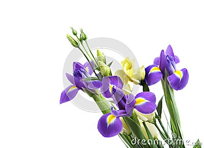 Delicate flower on a white Stock Photo