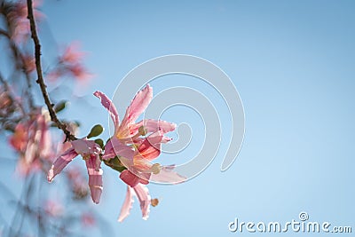 delicate flowering branch against the blue sky with a lot of copy space. Ceiba speciosa Stock Photo