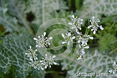 Delicate flowering of a medicinal plant Scandix pecten-veneris in Galilee in Israel Stock Photo