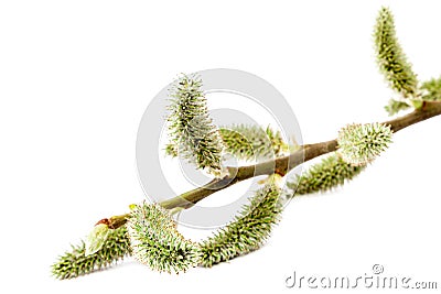 Delicate flowering willow branch on white background. Stock Photo