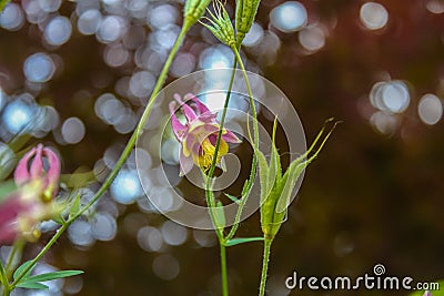 Delicate flowers against bokeh reflections in water - shallow focus Stock Photo