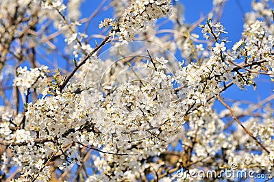 Delicate flowers of a cherry tree, backlit Stock Photo