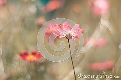 Delicate flowers of coral shades. Selective soft focus. Art work Stock Photo