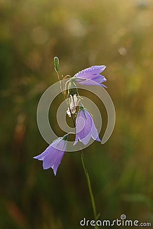Delicate flowers of harebell (Campanula rotundifolia) with dewdrops in the morning sunlight Stock Photo