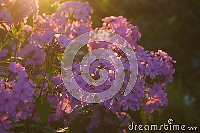 Lilac phlox in the rays of sunset Stock Photo