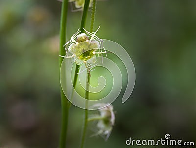 Delicate flowers of the Naked Miterwort plant Stock Photo