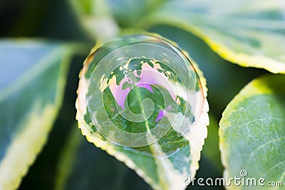 Delicate and fragile beauty of a soap bubble dome balanced on a Stock Photo