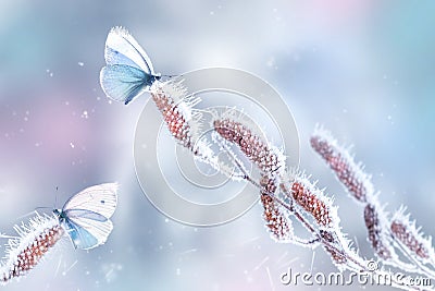 Delicate fragile butterflies on a birch branch in frost and snow in a fairy forest. Spring winter natural background. Wonderland. Stock Photo