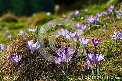 Delicate fragile crocuses in hay at sunny spring meadow Stock Photo