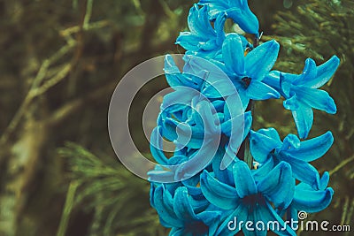 Delicate, fragile flower in the garden. Close-up of a blue flower Stock Photo