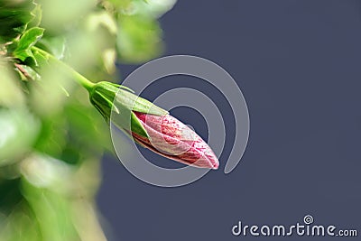 Delicate fragile pink burgeon/bud Stock Photo